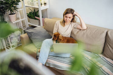 Freiberuflerin mit Hand im Haar, die auf einen Laptop schaut, während ein Hund auf dem Schoß sitzt - VPIF04180