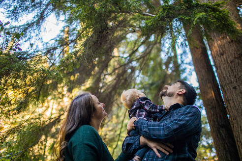 Mutter, Vater, Sohn genießen die Natur und blicken in die Baumkronen des Waldes. - CAVF94353