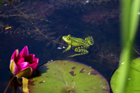 Grüner Frosch in einem Teich neben einer Seerose sitzend - NDF01320