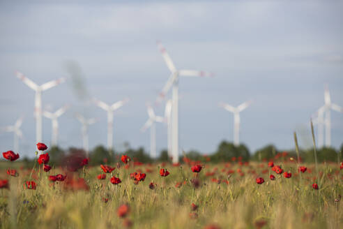 Blühender roter Mohn auf einer Wiese im Grünen mit Windrädern im Hintergrund - ASCF01595