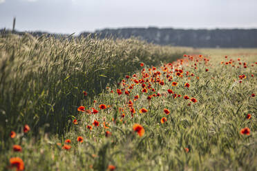 Rote Mohnblumen blühen auf einer Wiese - ASCF01596