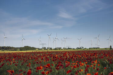 Rote Mohnblumen blühen im Sommer auf einem Feld mit Windrädern im Hintergrund - ASCF01597