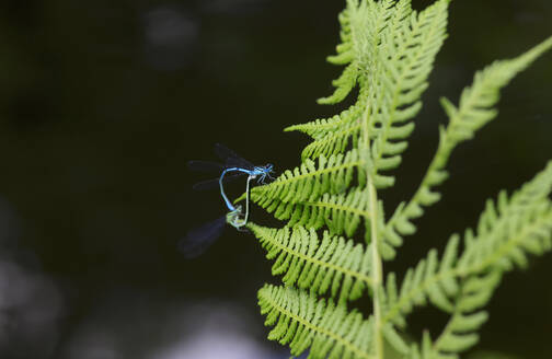Zwei Libellen paaren sich auf einem grünen Zweig - JTF01887