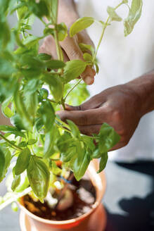 Man picking fresh basil leaves from plant - MMAF01441