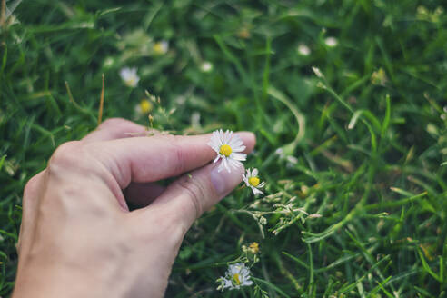 Mann pflückt Gänseblümchen aus dem Gras - MMAF01443