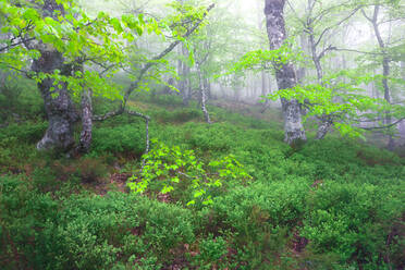 Scenic view of lush green meadow in forest on foggy day - ADSF25226