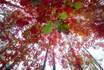 Von unten der hohen Eiche mit bunten Blättern im Wald im Herbst - ADSF25227
