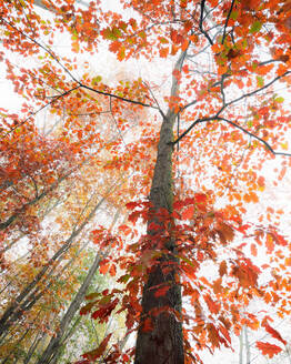 Von unten der hohen Eiche mit bunten Blättern im Wald im Herbst - ADSF25228