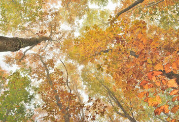 Von unten der hohen Eiche mit bunten Blättern im Wald im Herbst - ADSF25229