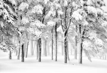 Amazing scenery of tree in snowy woods at daytime in winter - ADSF25230