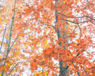 From below of tall oak tree with colorful leaves growing in woods in fall - ADSF25231