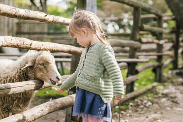 Girl (2-3) feeding sheep in pen - ISF24650