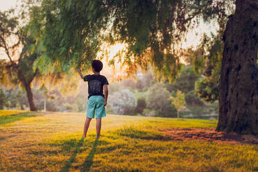 Boy touching a branch of a back lit pepper trees in the afternoon. - CAVF94412