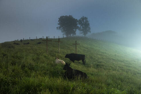 Rinder in einem nebligen Feld zwischen Kruzifixen - CAVF94458