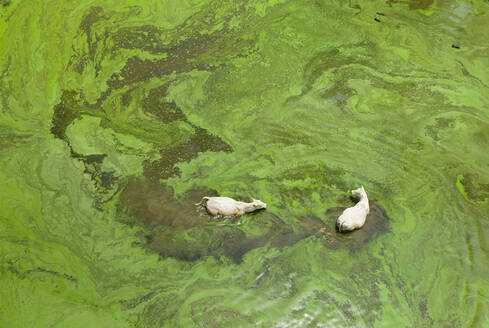 Kühe kühlen sich im grünen Teich ab - CAVF94459