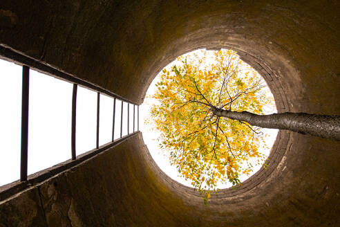 Ein Baum wächst durch ein hohes, verlassenes Silo - CAVF94464