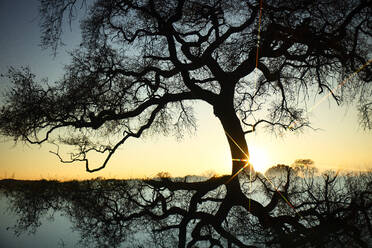 Sonnenstrahlen bei Sonnenuntergang, Quejigo, (Quercus faginea), Quelle: S - CAVF94540