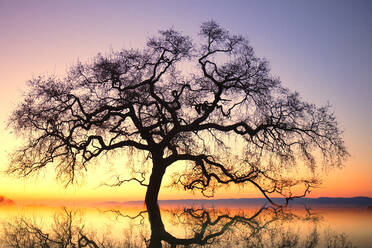 Sonnenstrahlen bei Sonnenuntergang, Quejigo, (Quercus faginea), Quelle: S - CAVF94542