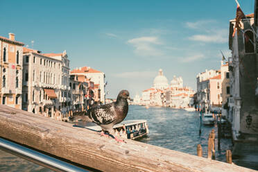 Pidgin auf einer Schiene am Canale Grande, Venedig - CAVF94545