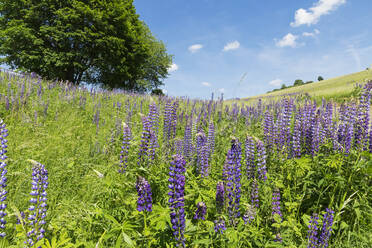 Lila Lupine blüht auf einer Sommerwiese - GWF07075