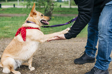 Mann beim Händeschütteln mit Hund im Park - ASGF00766