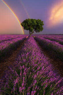 Majestätische Landschaft von blühenden Lavendelblumen und grünen Baum wächst im Feld unter Regenbogen im Sonnenuntergang Himmel - ADSF25337