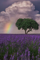 Majestätische Landschaft von blühenden Lavendelblumen und grünen Baum wächst im Feld unter Regenbogen in bewölktem Himmel - ADSF25344