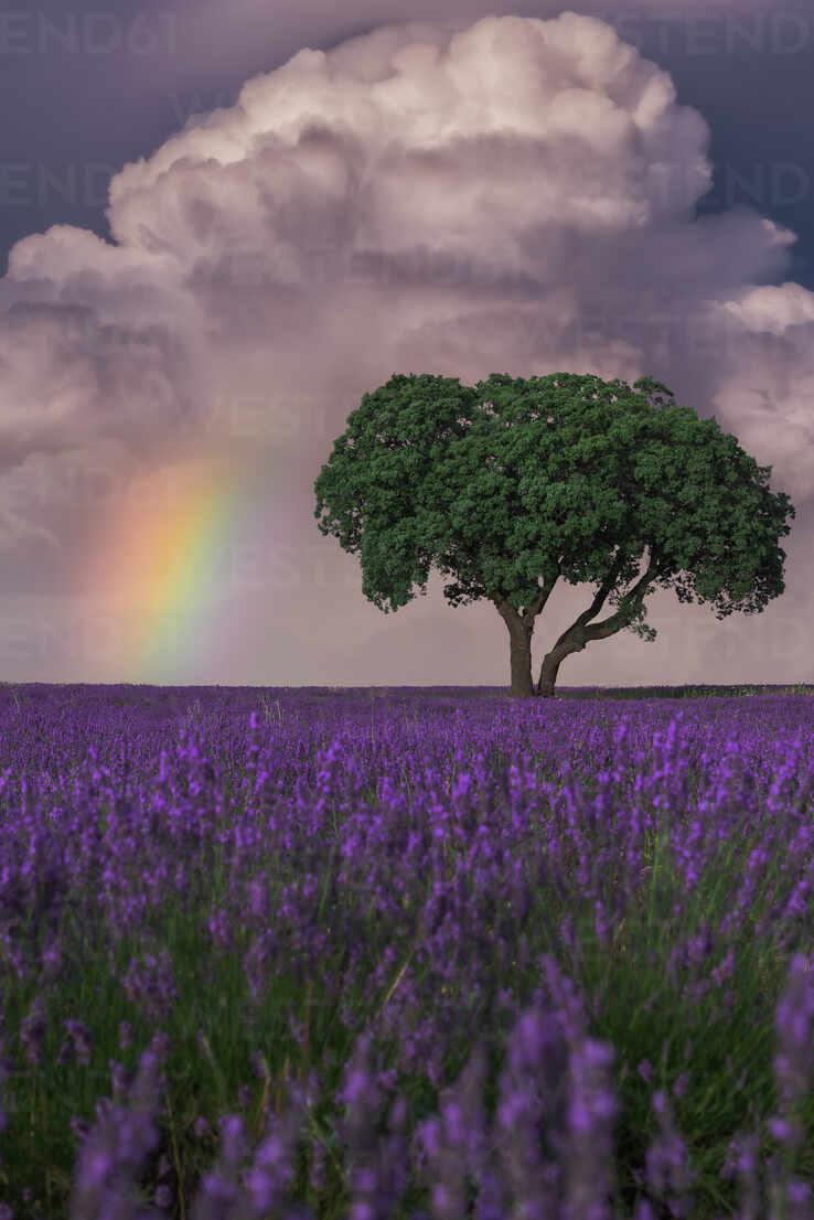 lavender field sky