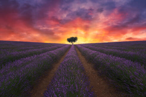 Majestic scenery of lonely tree growing in field with blooming lavender flowers on background of colorful sundown sky - ADSF25346