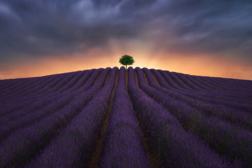 Majestätische Landschaft von einsamen Baum wächst im Feld mit blühenden Lavendel Blumen auf dem Hintergrund der bunten Sonnenuntergang Himmel - ADSF25348