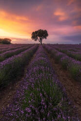 Majestätische Landschaft von einsamen Baum wächst im Feld mit blühenden Lavendel Blumen auf dem Hintergrund der bunten Sonnenuntergang Himmel - ADSF25349