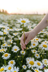 Boy holding chamomile flower growing in field - EYAF01680