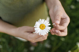 Boy removing petal of chamomile flower - EYAF01697