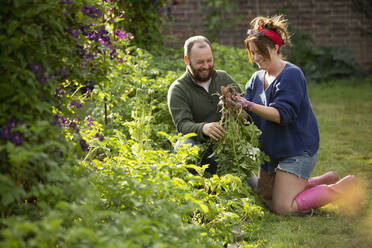 Happy couple harvesting fresh vegetables in garden - CAIF30863