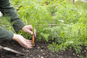 Close up man harvesting baby carrot in vegetable garden - CAIF30912