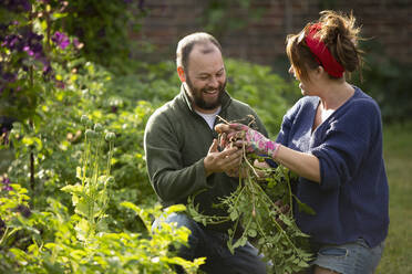 Couple harvesting fresh fingerling potatoes in summer vegetable garden - CAIF30915
