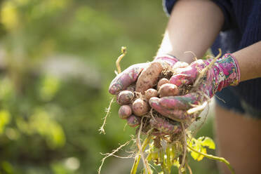 Close up woman holding fresh harvested potatoes in sunny garden - CAIF30938