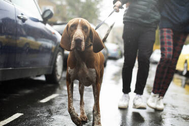 Ehepaar geht mit Hund auf verregneter Straße spazieren - CAIF31033