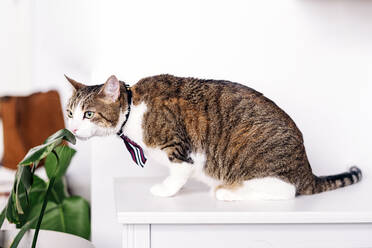 Liebenswerte Katze mit gestreiftem Fell im Kragen, die an einem Pflanzenblatt riecht, während sie auf dem Tisch sitzt und im Haus wegschaut - ADSF25395