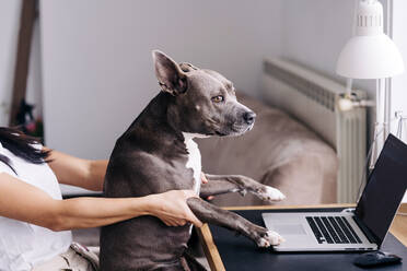 Side view of crop unrecognizable female with AmStaff looking away against netbook with black screen at home - ADSF25396