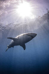Mexico, Guadalupe Island, Great white shark underwater - ISF24811
