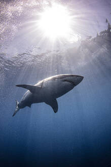 Mexiko, Insel Guadalupe, Weißer Hai unter Wasser - ISF24811