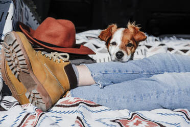 Jack Russell terrier with woman in car trunk on sunny day - EBBF04214