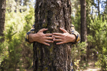 Die Hand eines Mannes umarmt einen Baumstamm im Wald - SIPF02306