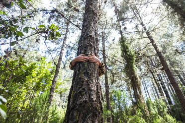 Mature man hugging tree trunk in forest - SIPF02312