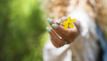 Weibliche Hand hält gelbe Blume - SIPF02314