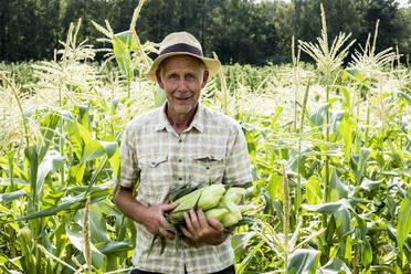 Ein Bauer steht auf einem Feld und hält frisch geernteten Zuckermais in der Hand. - MINF16250