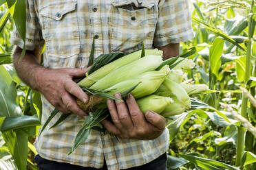 Farmer holding freshly picked sweetcorn. - MINF16251