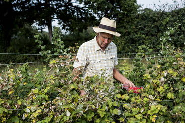 Farmer with punnet of fresh raspberries. - MINF16253