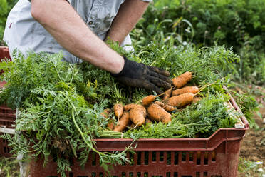Ein Landwirt verpackt frisch gepflückte Karotten in Kisten. - MINF16257